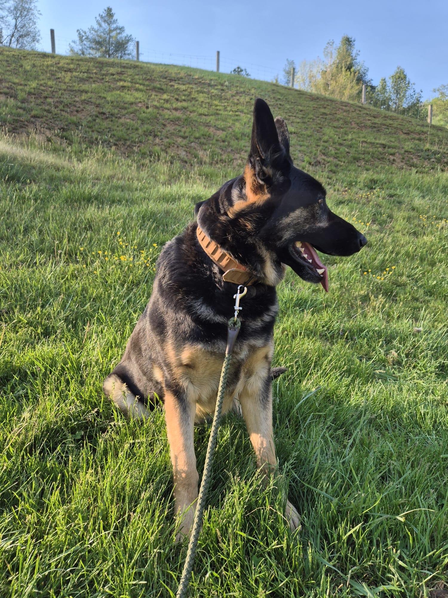 Enlarge Joe, an adopted German Shepherd Dog in Fries, VA image 4/4