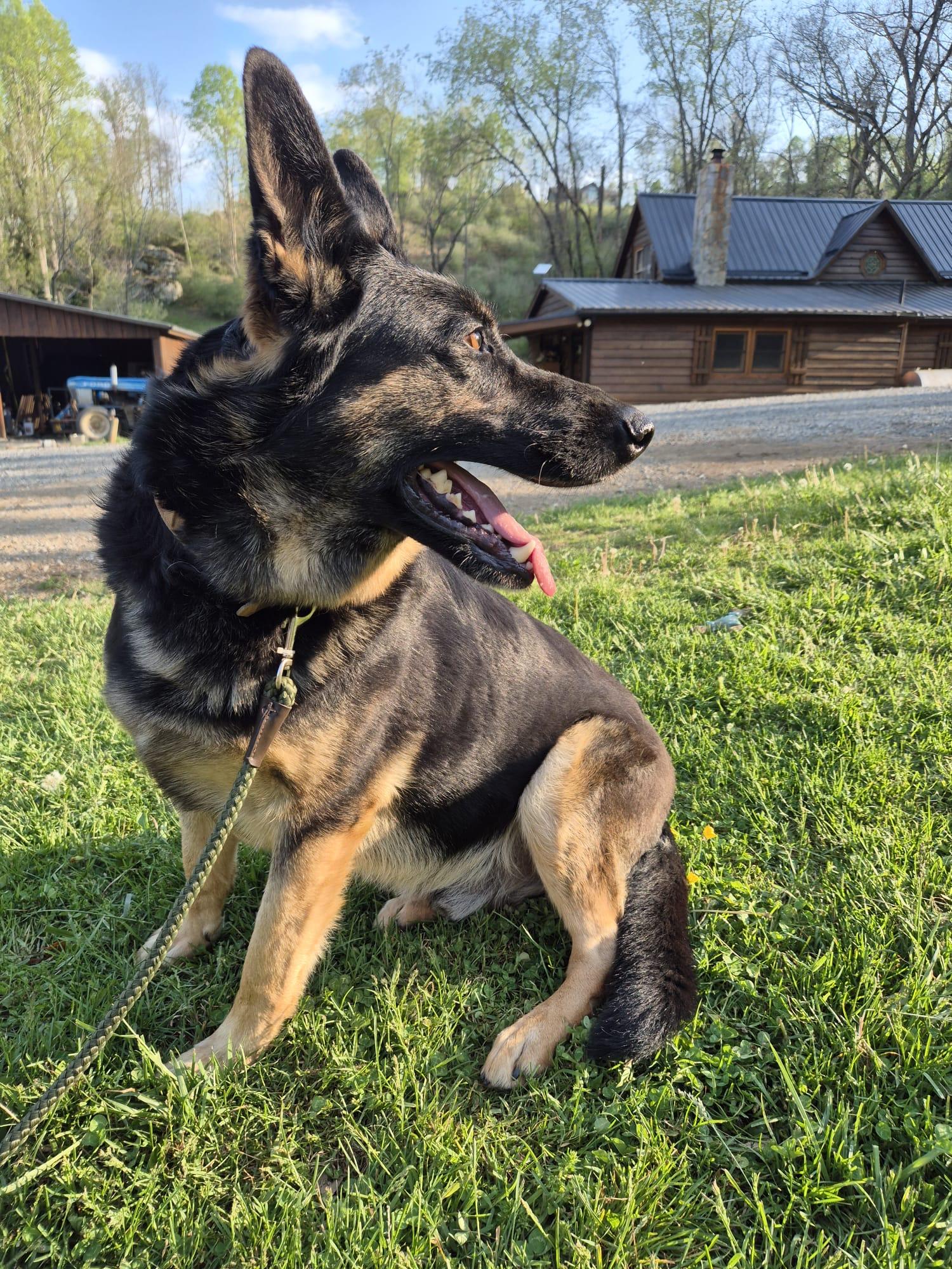 Enlarge Joe, an adopted German Shepherd Dog in Fries, VA image 3/4