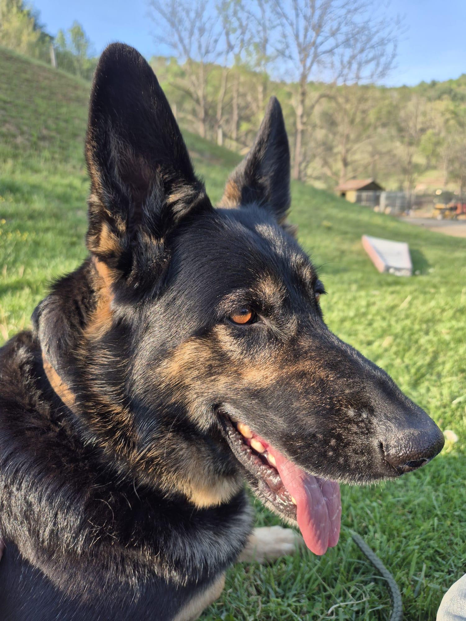 Joe, adopted, Adult Male German Shepherd Dog.