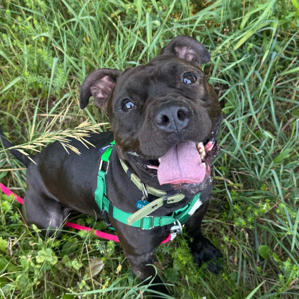 Enlarge Quiztopher, a Adoptable Mixed Breed in Bangall, NY image 2/6