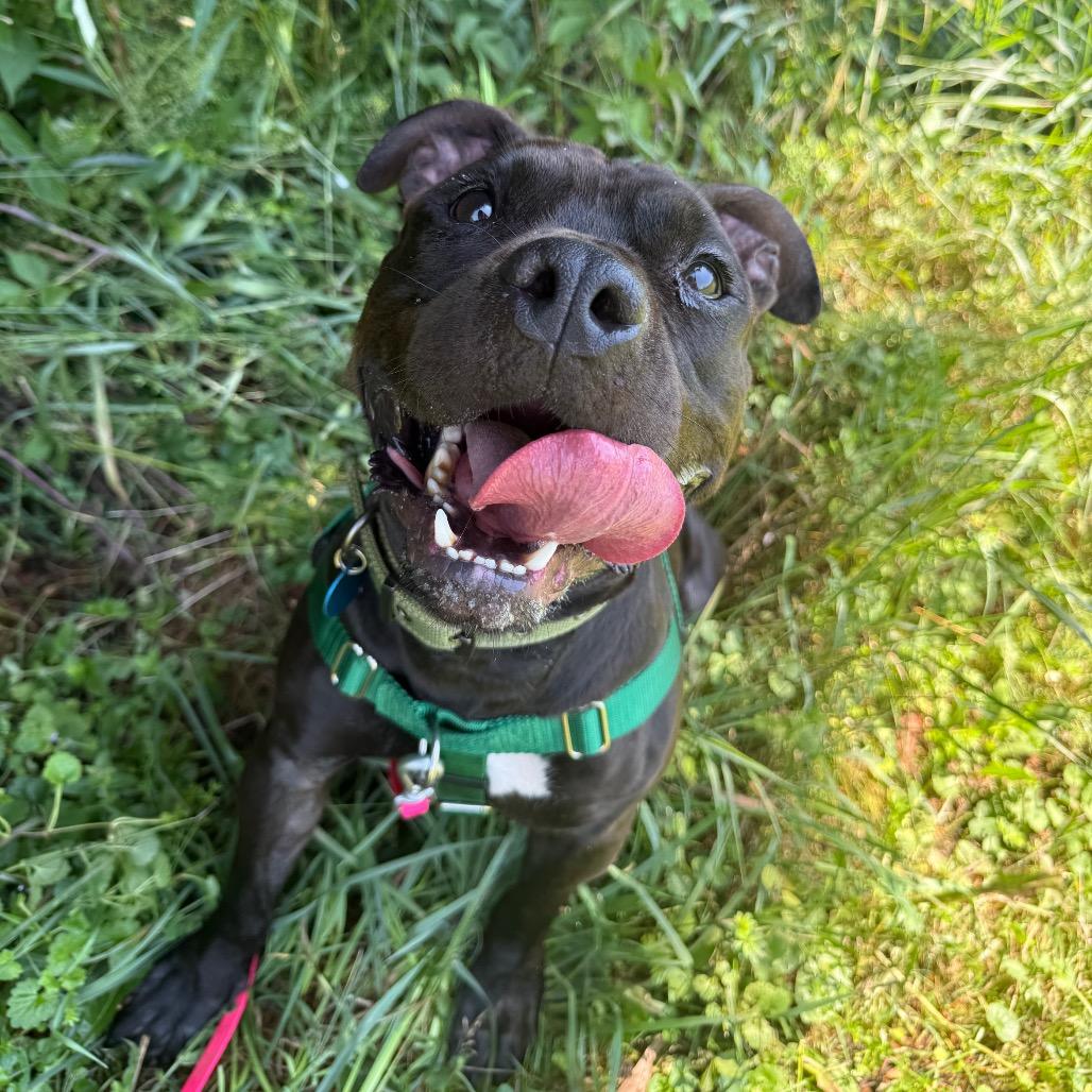 Enlarge Quiztopher, a Adoptable Mixed Breed in Bangall, NY image 3/6