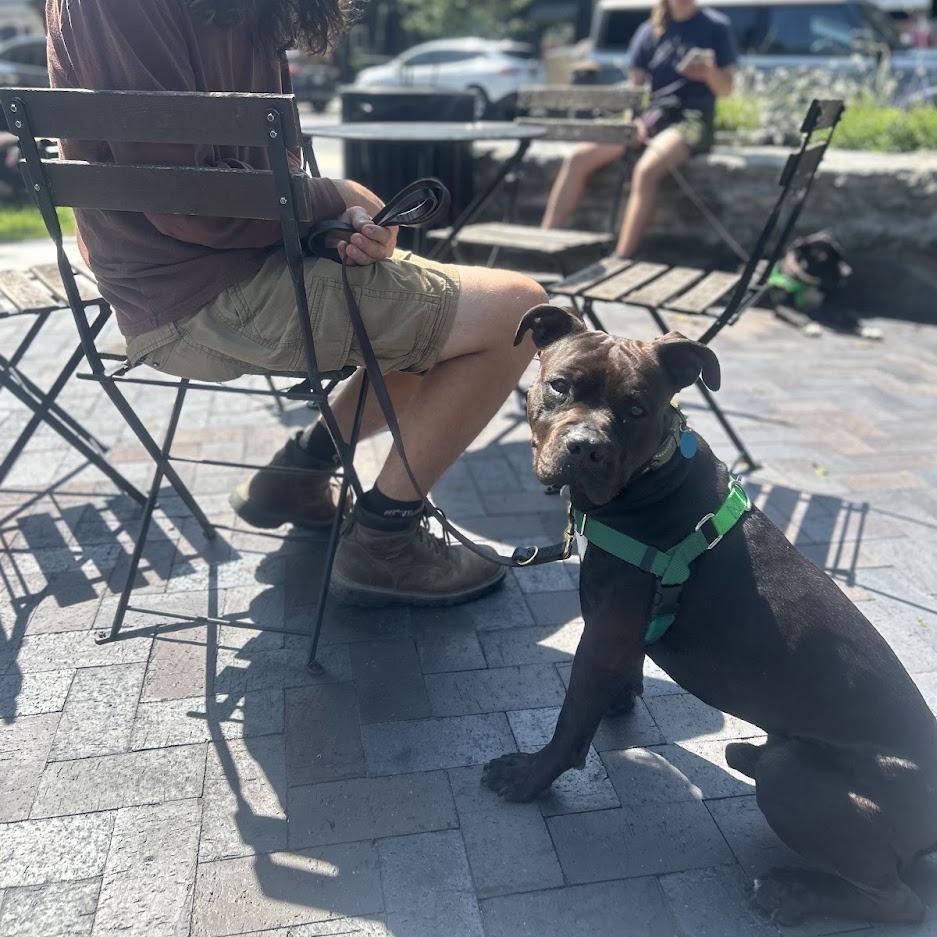 Enlarge Quiztopher, a Adoptable Mixed Breed in Bangall, NY image 4/6
