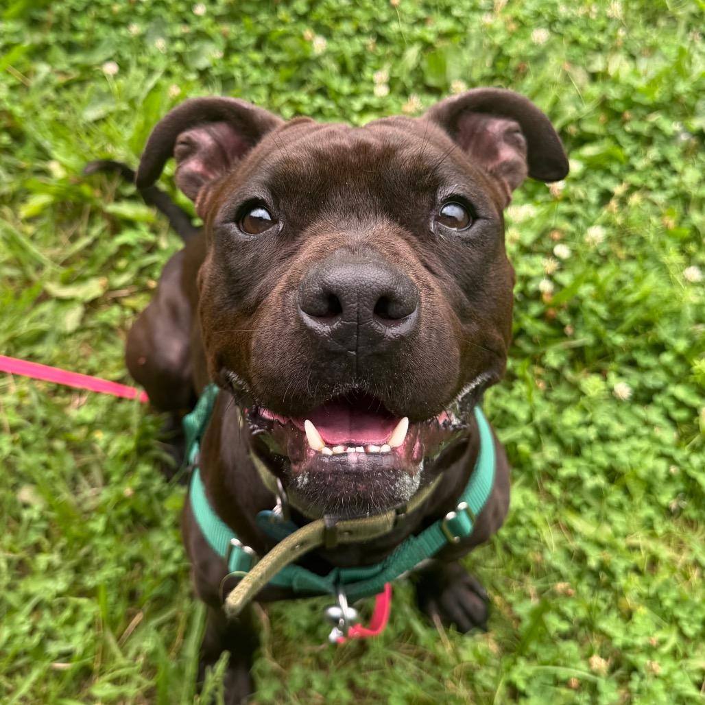 Enlarge Quiztopher, a Adoptable Mixed Breed in Bangall, NY image 5/6