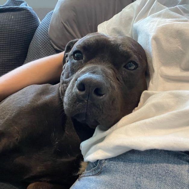 Enlarge Quiztopher, a Adoptable Mixed Breed in Bangall, NY image 6/6