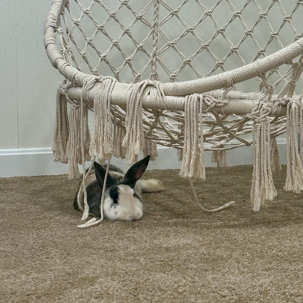 Piper, Adoptable, Baby Female Rex.