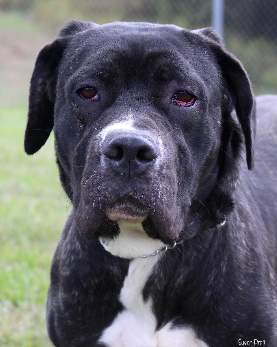 Clubs, Adoptable, Adult Female Mastiff.