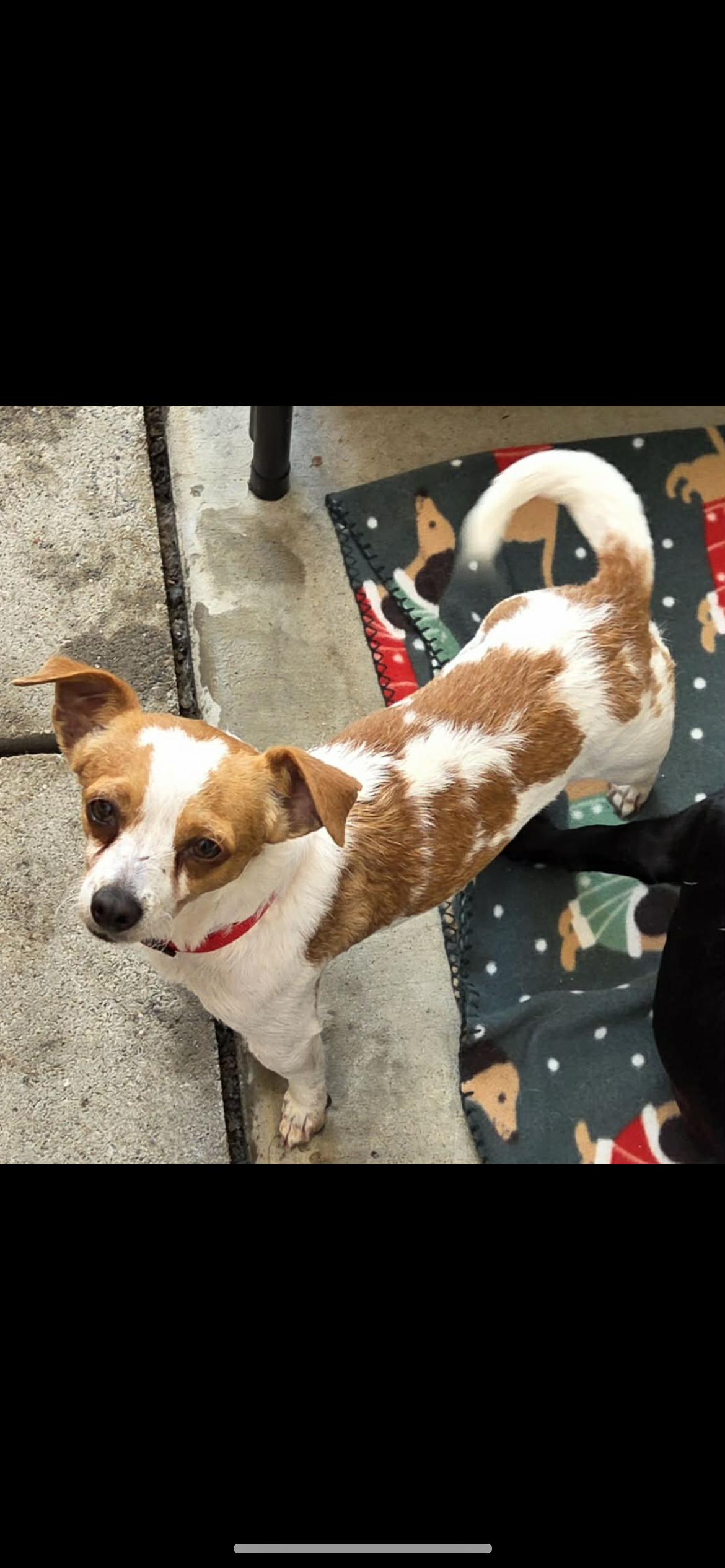 Velma, a Adoptable mixed breed in Hamden, CT image 6/6