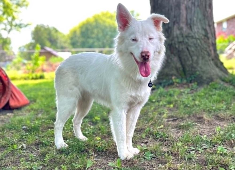 Enlarge Katara, a Adoptable Australian Shepherd in Troy, IL image 1/5