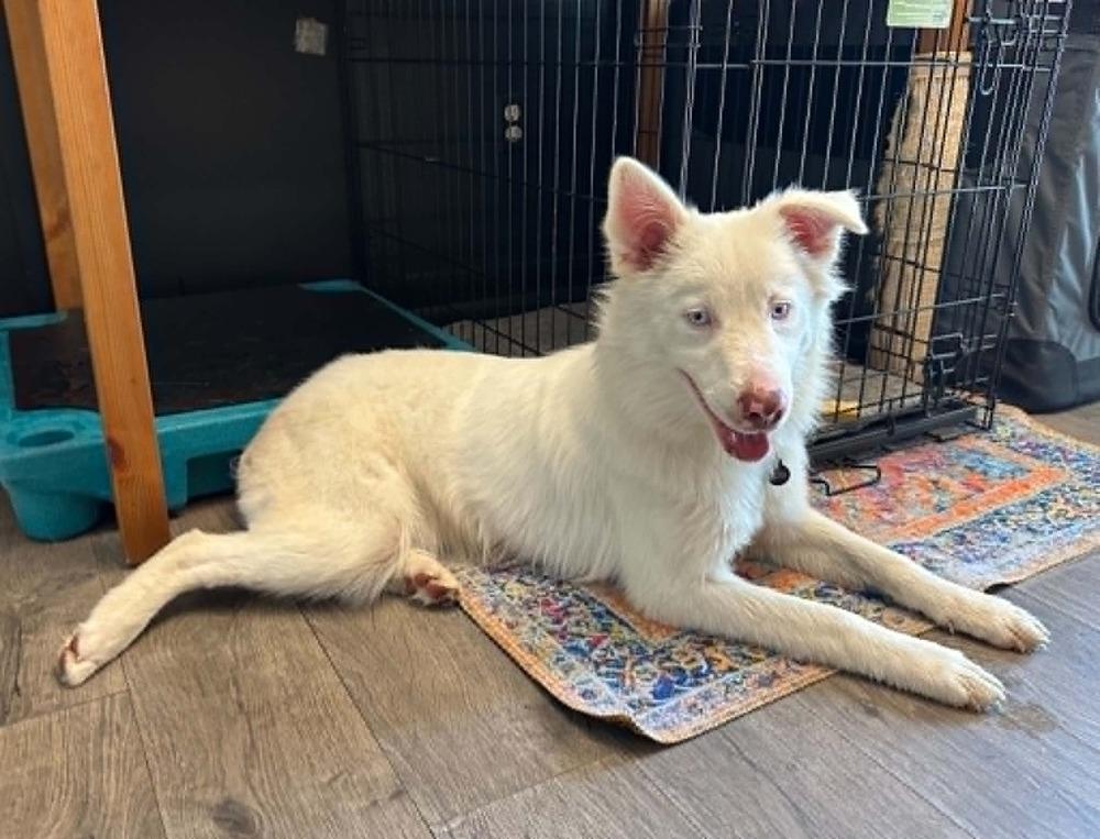 Enlarge Katara, a Adoptable Australian Shepherd in Troy, IL image 4/5