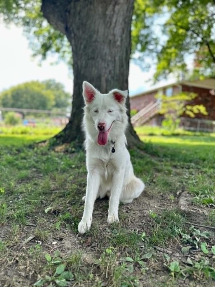 Enlarge Katara, a Adoptable Australian Shepherd in Troy, IL image 5/5