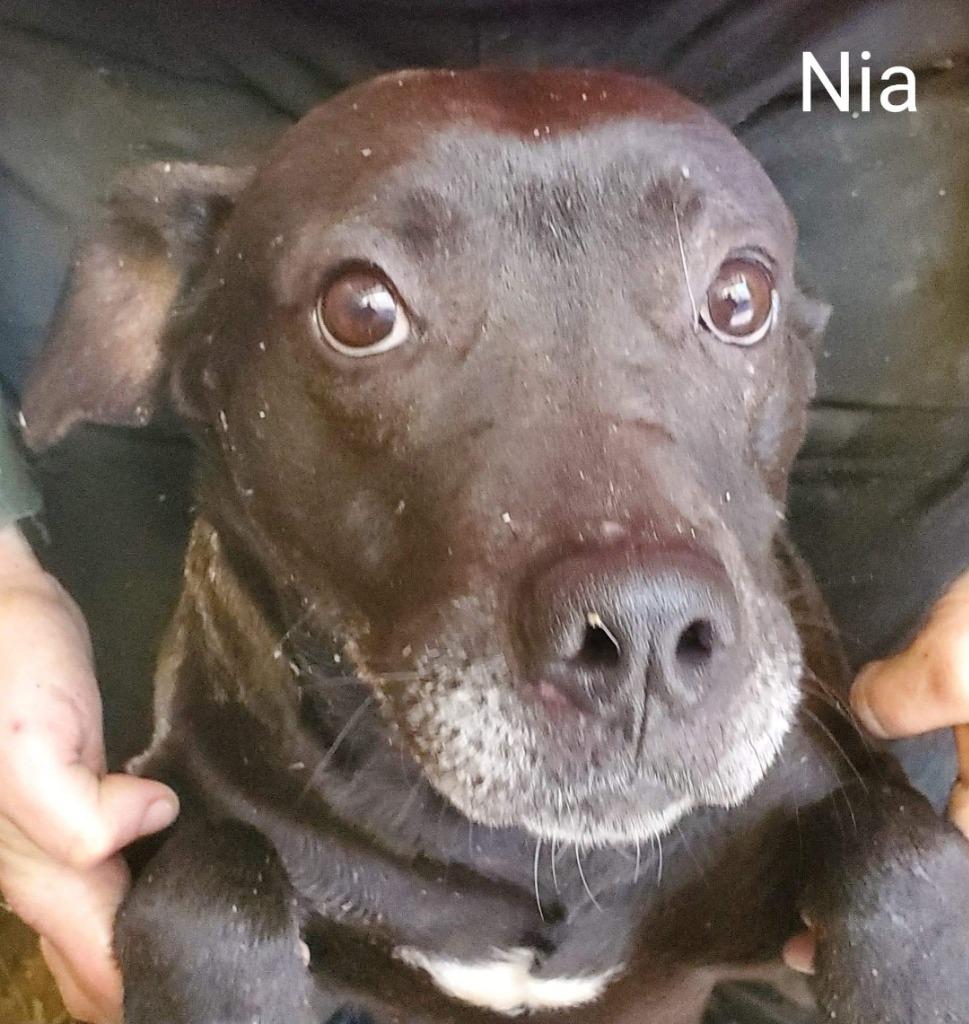 Nia, Adoptable, Senior Female Labrador Retriever & Terrier.