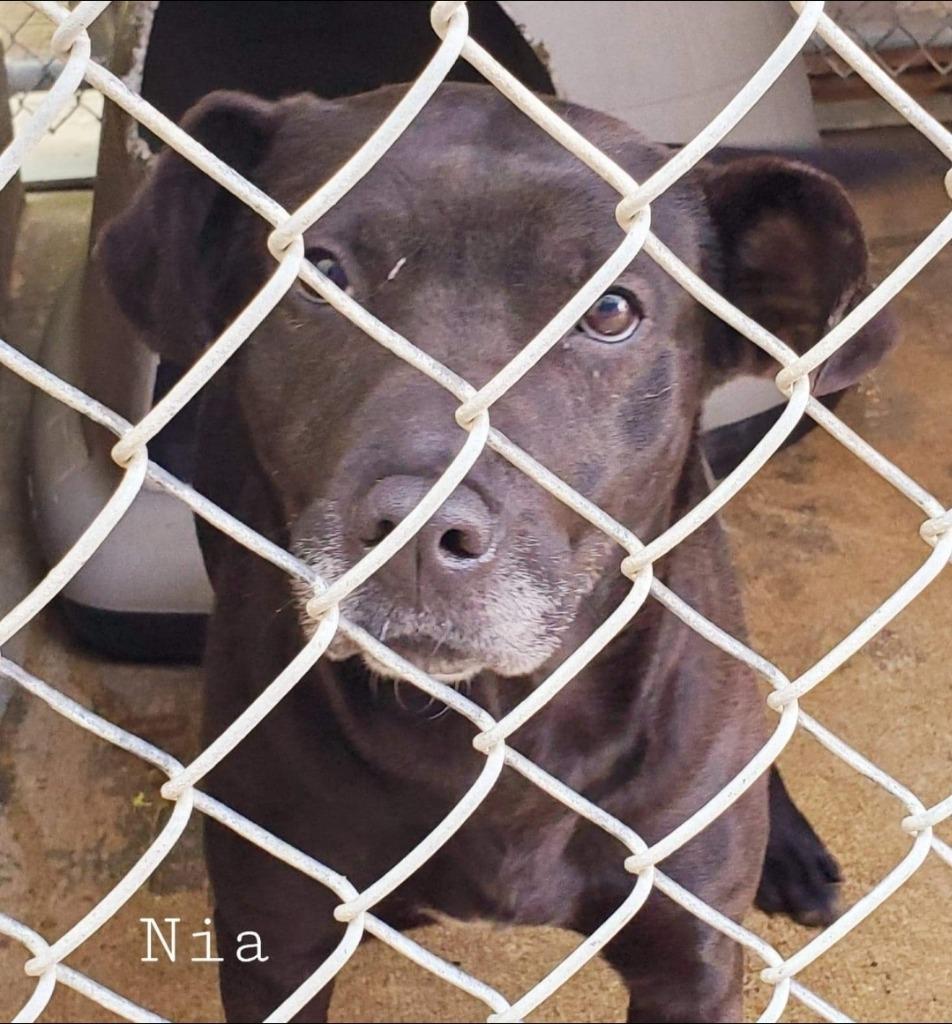 Enlarge Nia, a Adoptable mixed breed in El Dorado, AR image 1/6