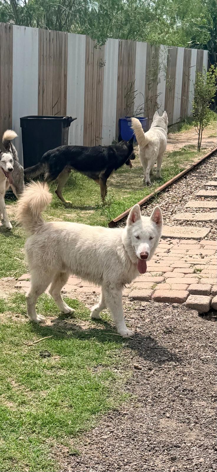 Max, a ADOPTABLE Husky in New Braunfels, TX image 2/2