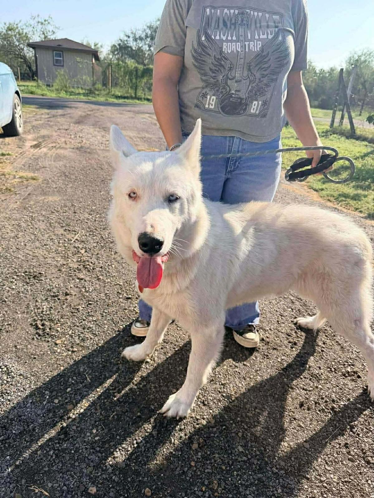 Max, a ADOPTABLE Husky in New Braunfels, TX image 1/2