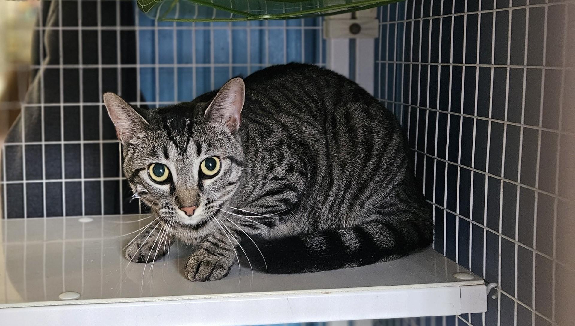 Enlarge Joylyn, a ADOPTABLE Domestic Short Hair in Claremont, NH image 1/1