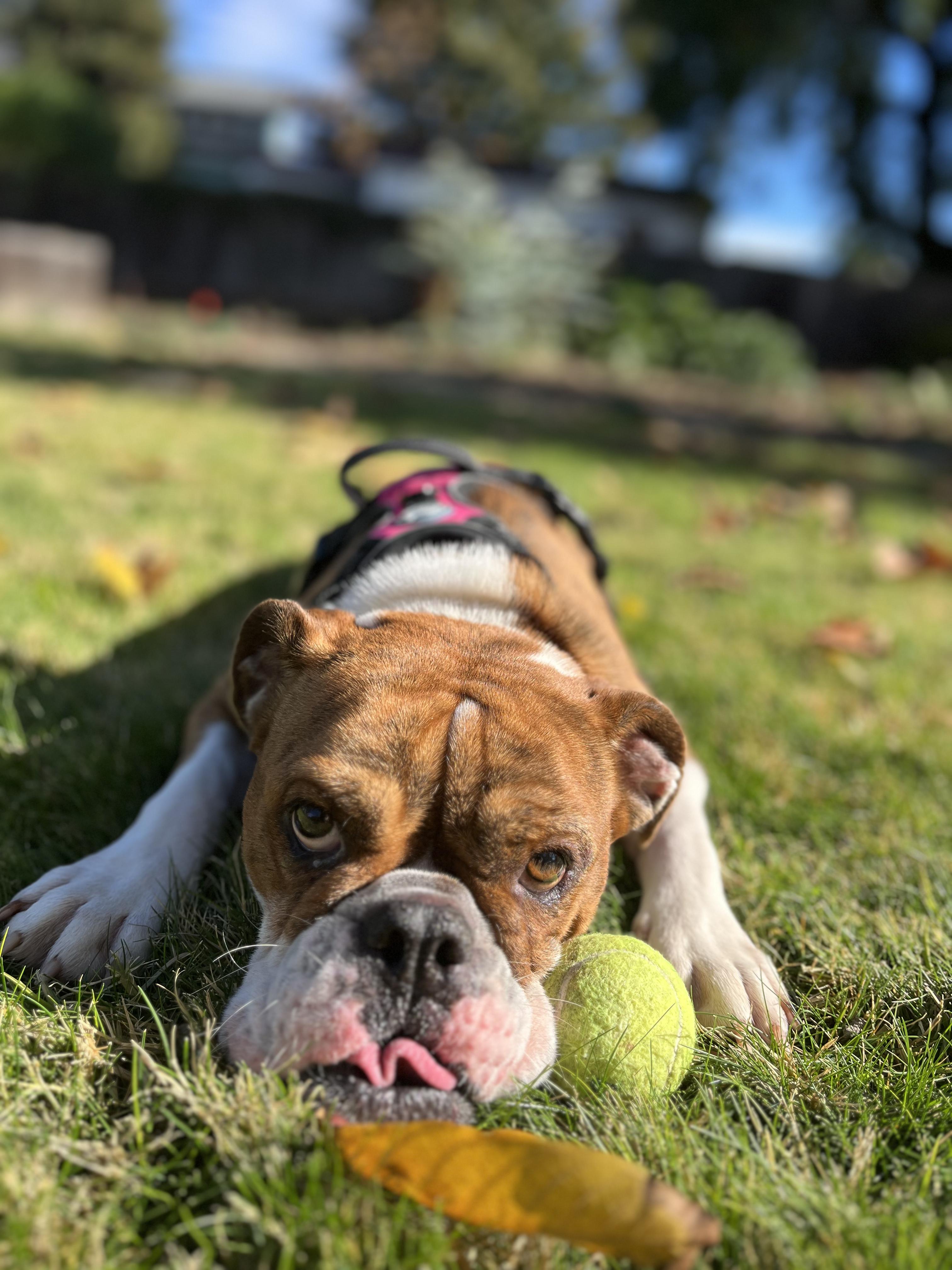 Paisley, a Adoptable Bulldog in Santa Barbara , CA image 6/6