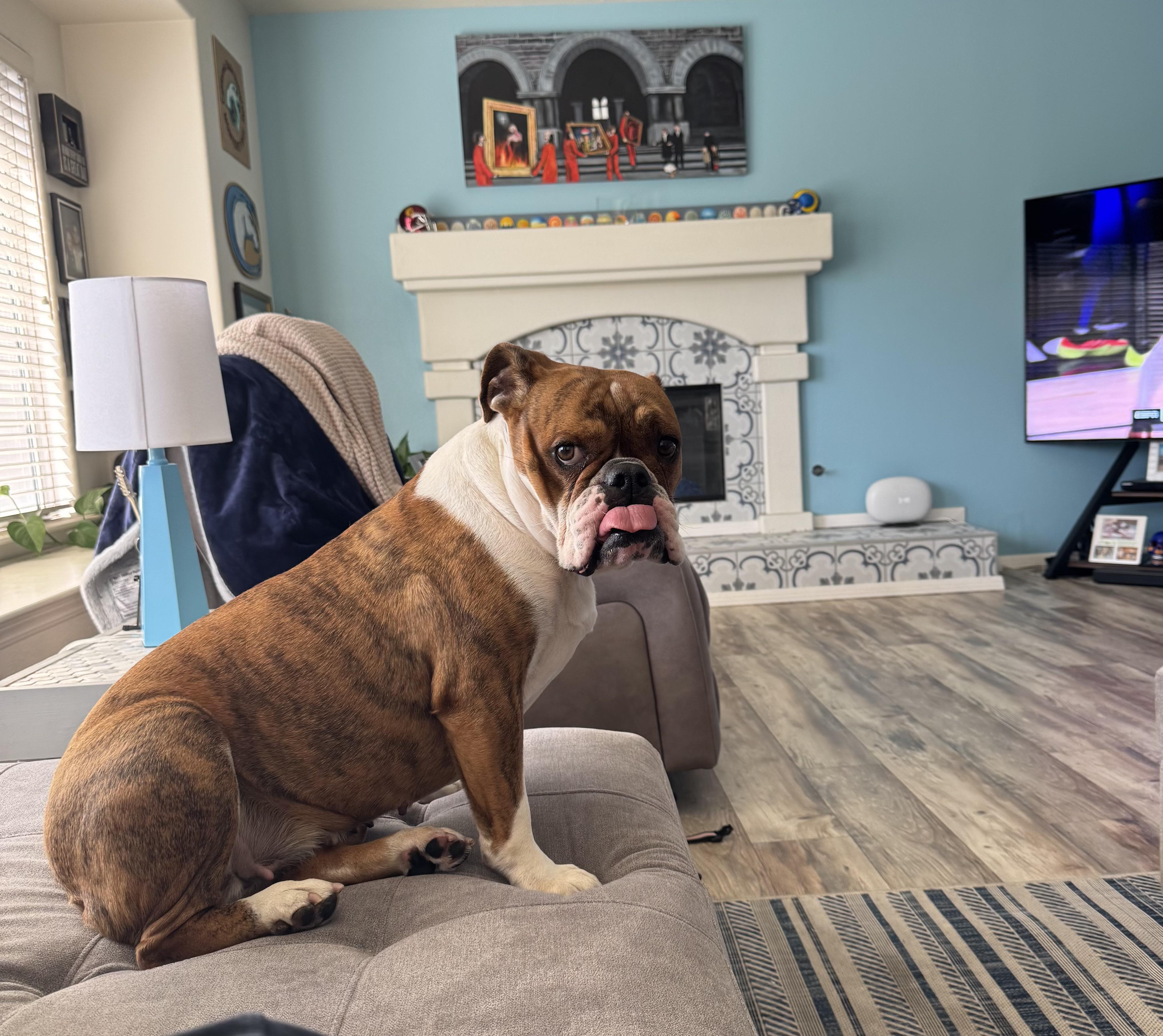 Enlarge Paisley, a Adoptable Bulldog in Santa Barbara , CA image 2/6