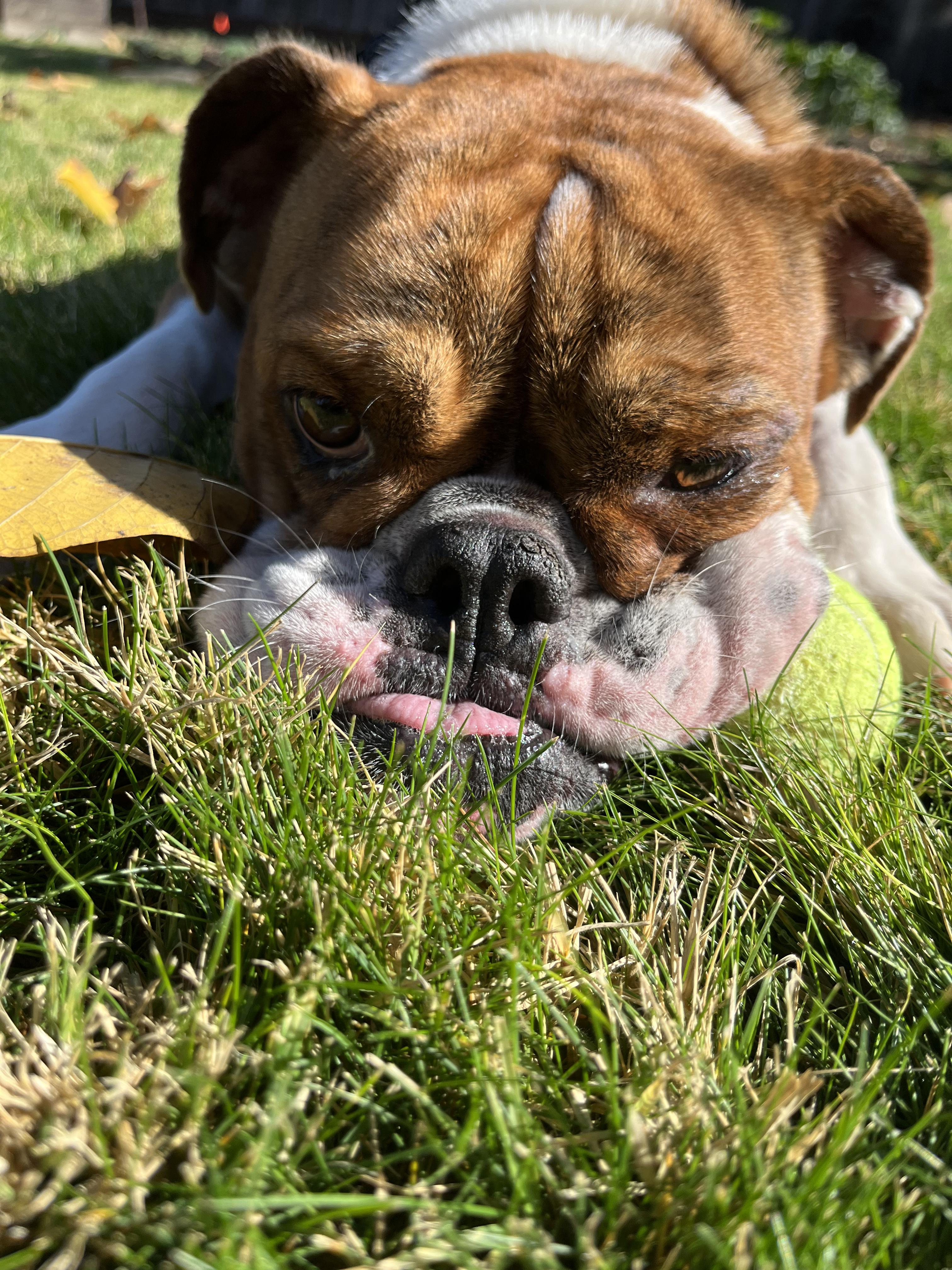 Paisley, a Adoptable Bulldog in Santa Barbara , CA image 5/6