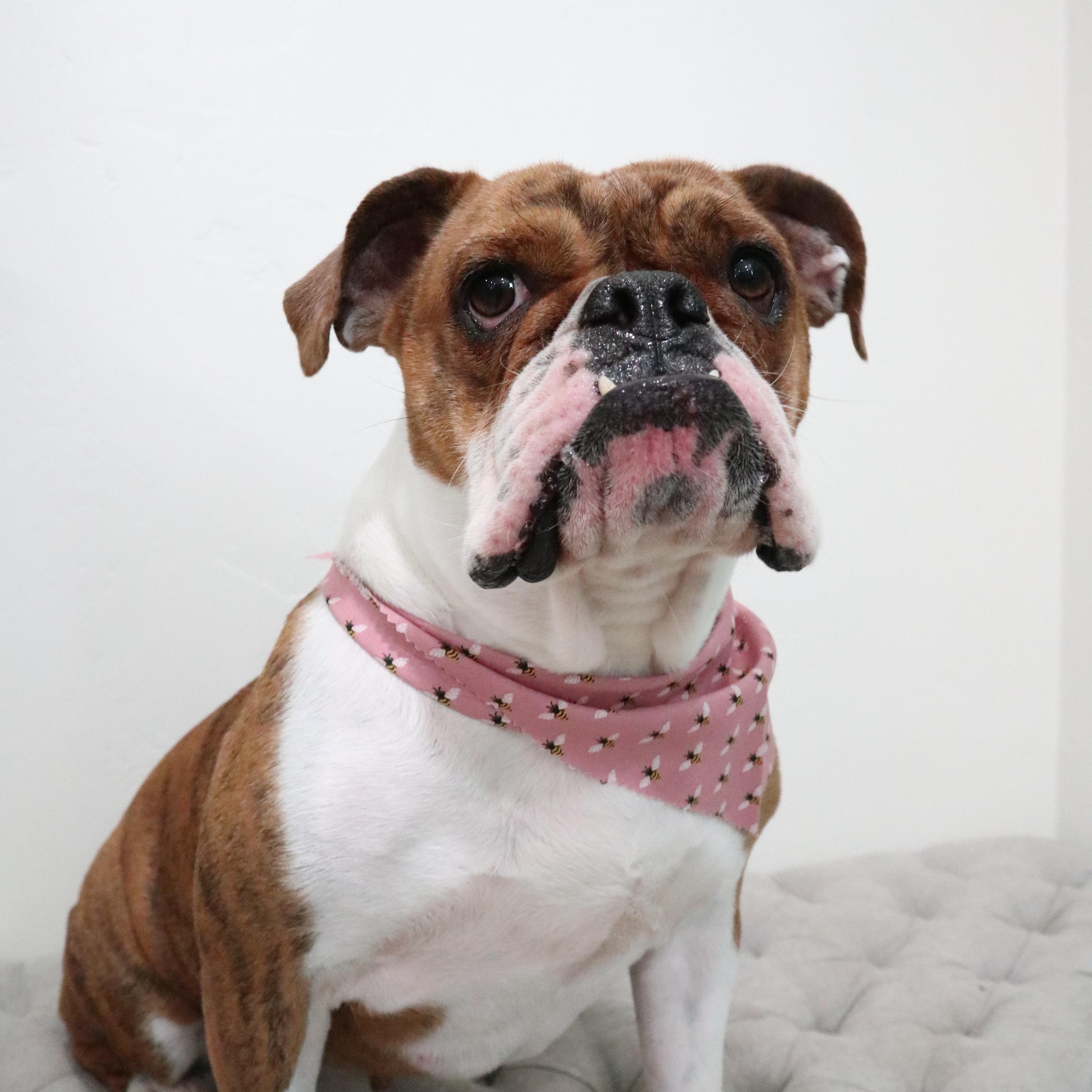 Paisley, Adoptable, Adult Female Bulldog.