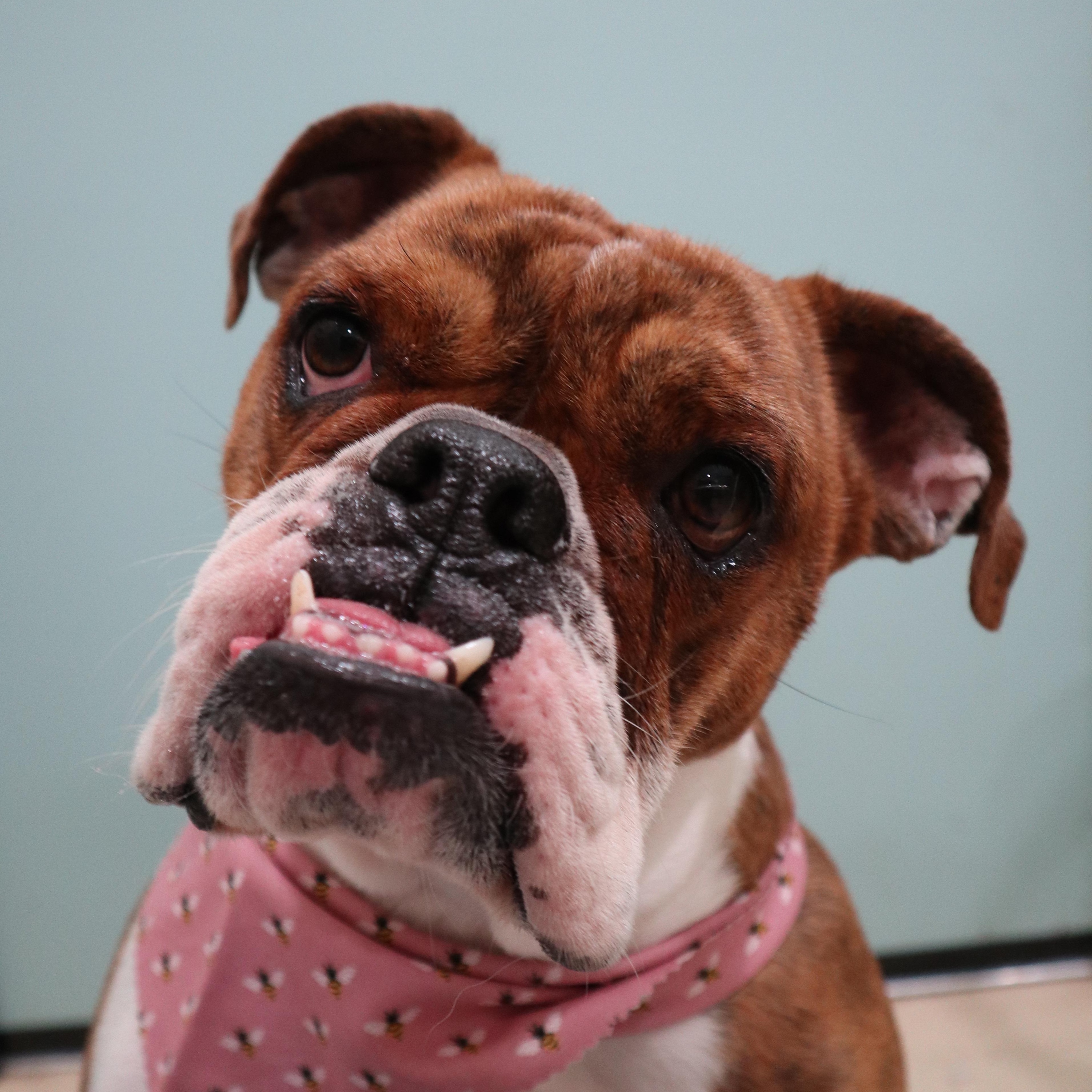 Paisley, a Adoptable Bulldog in Santa Barbara , CA image 2/6