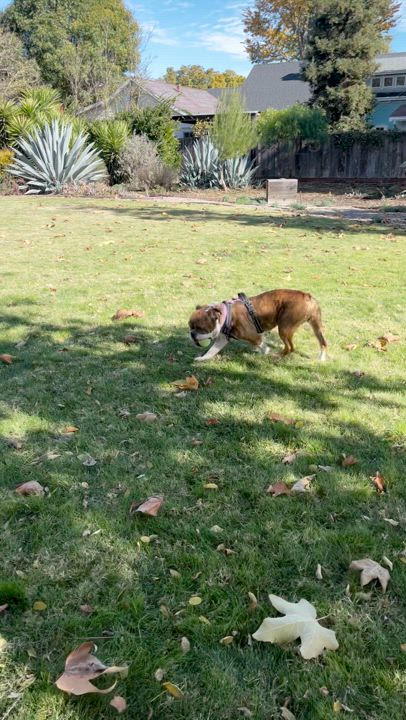 Enlarge Paisley, a Adoptable Bulldog in Santa Barbara , CA video 4/6