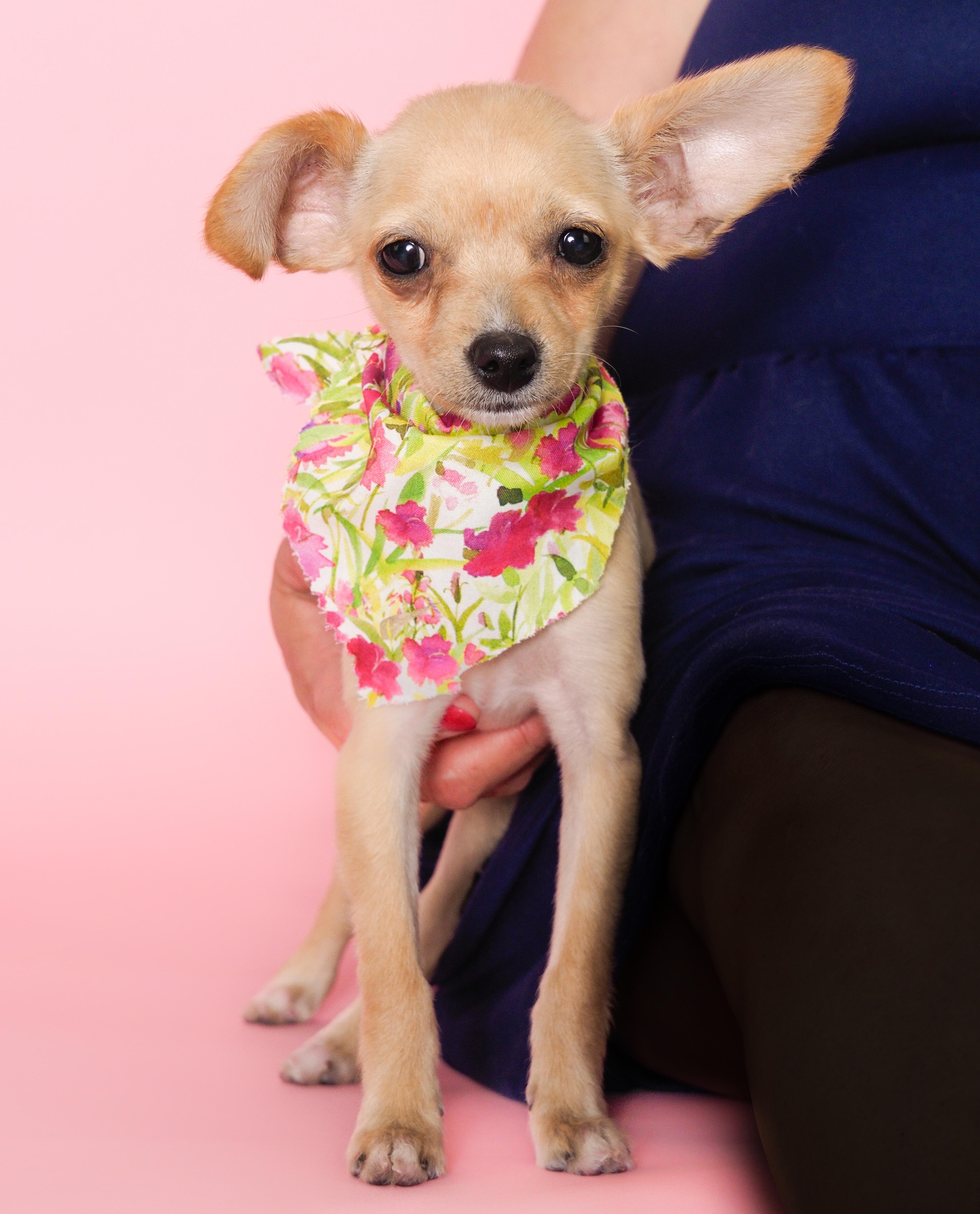 Flower, a ADOPTABLE mixed breed in PHOENIX, AZ image 3/5