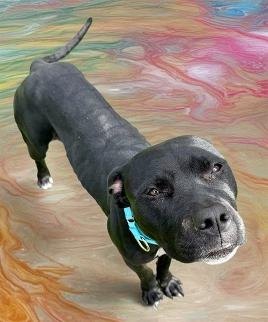 AYLA, Adoptable, Adult Female Pit Bull Terrier.
