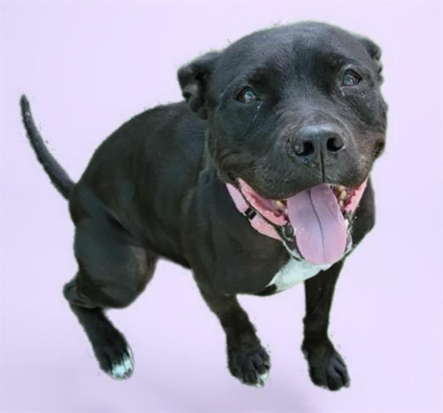 Enlarge AYLA, a Adoptable mixed breed in Sarasota, FL image 1/1
