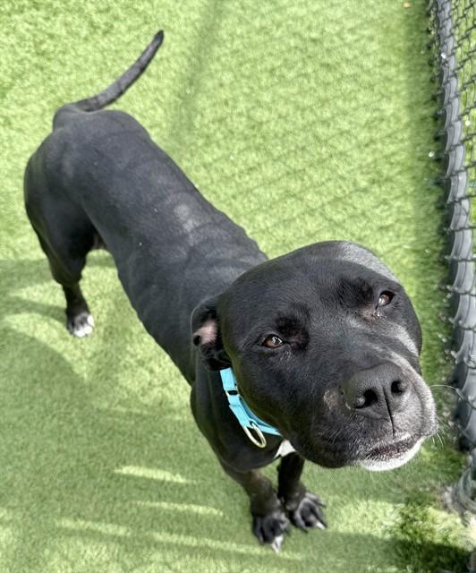 AYLA, Adoptable, Adult Female Pit Bull Terrier.