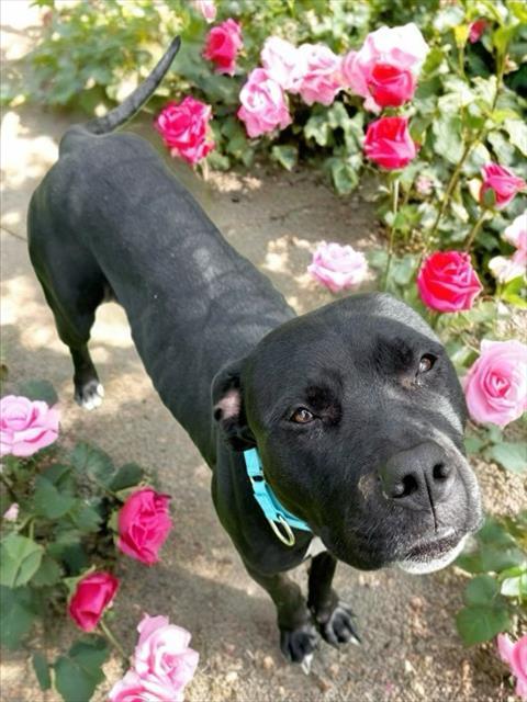 AYLA, Adoptable, Adult Female Pit Bull Terrier & Mixed Breed.