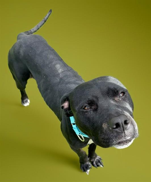 AYLA, Adoptable, Adult Female Pit Bull Terrier & Mixed Breed.