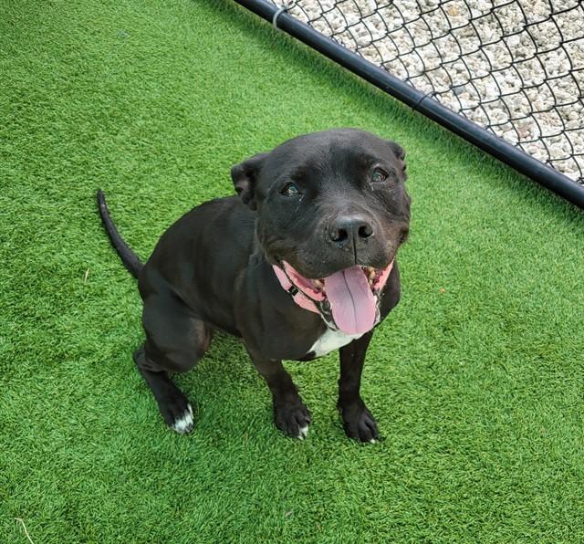 AYLA, Adoptable, Adult Female Pit Bull Terrier & Mixed Breed.