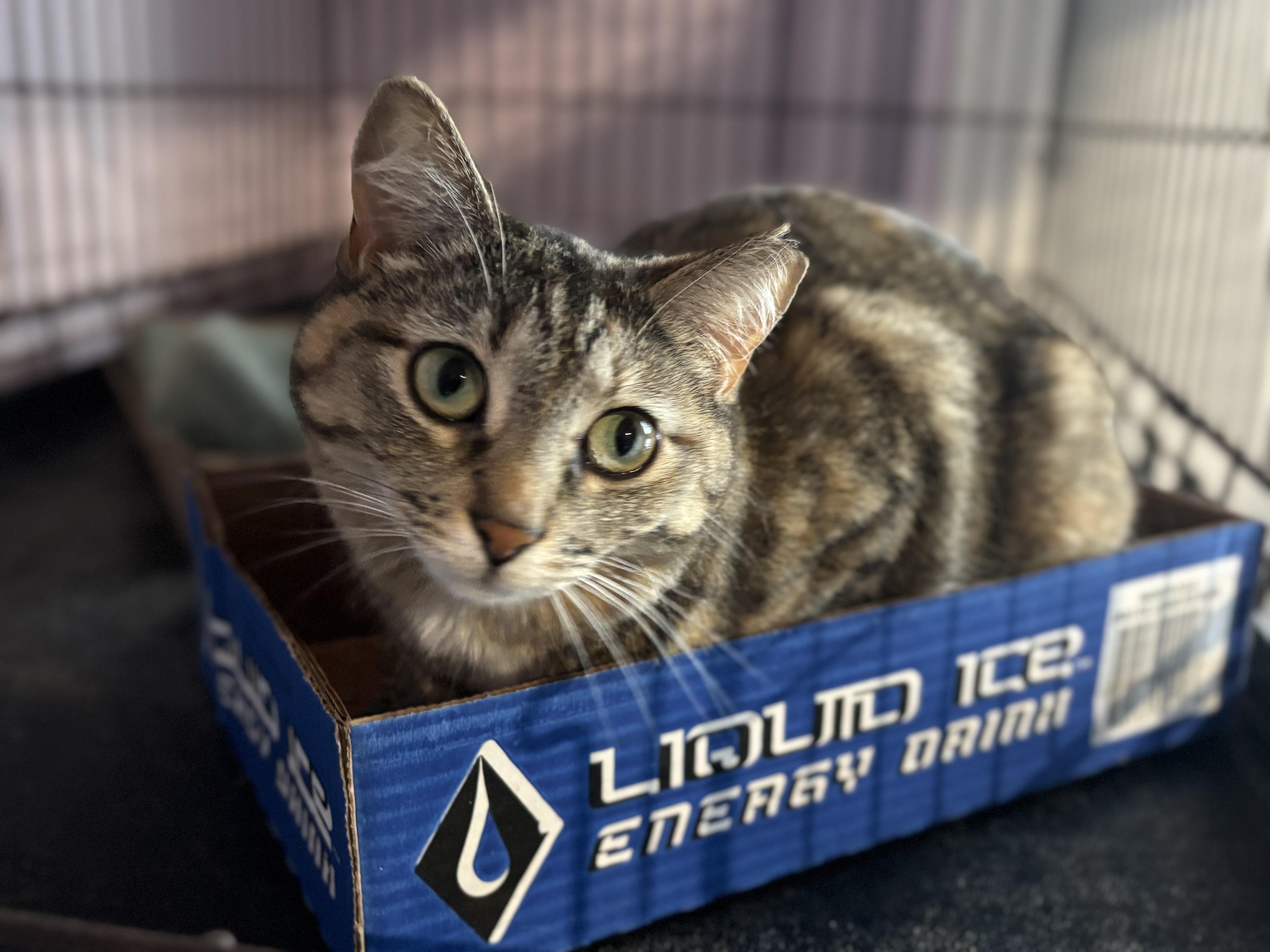 Enlarge Vivian, a ADOPTABLE Domestic Short Hair in Shenandoah, IA image 2/3