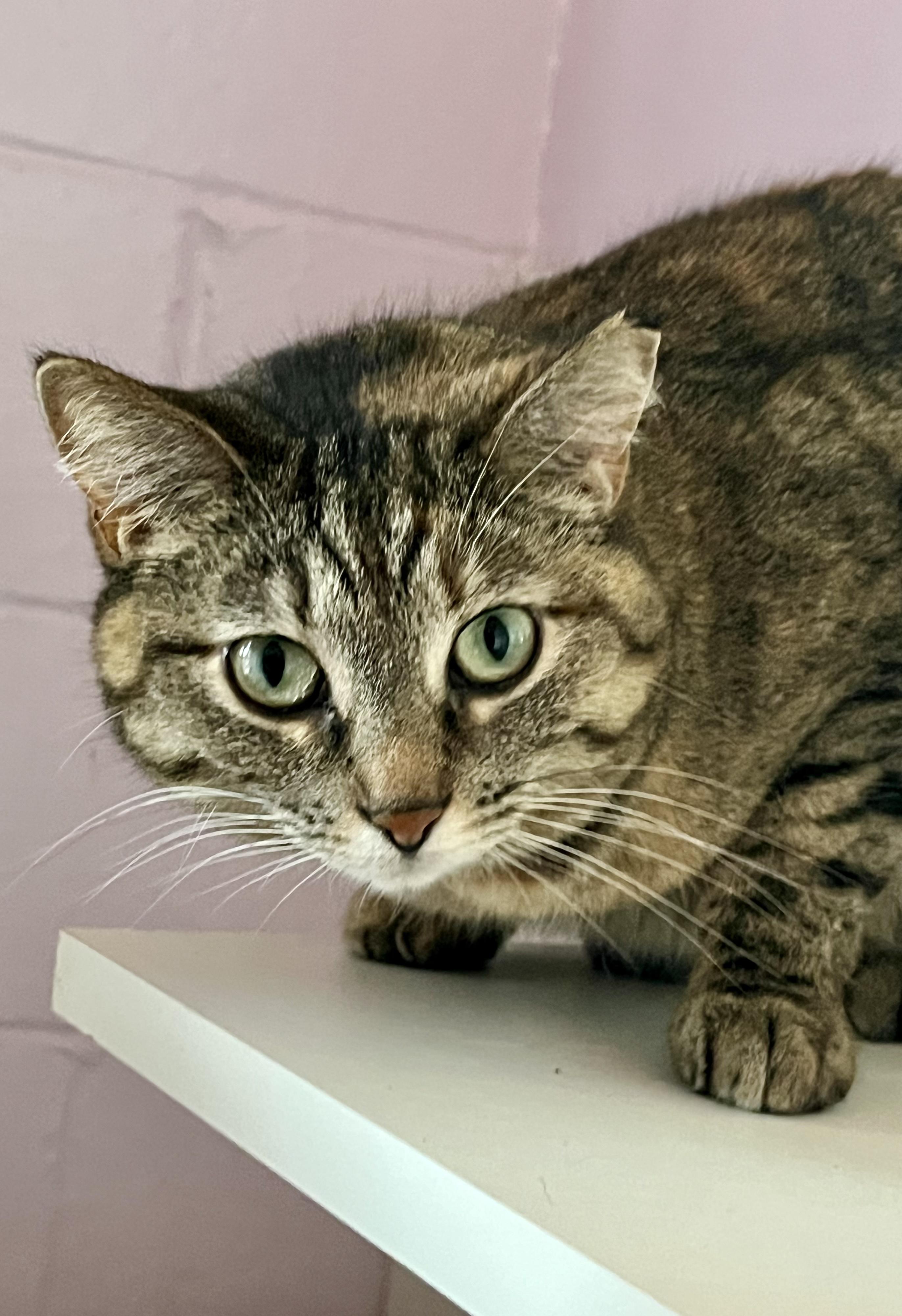 Enlarge Vivian, a ADOPTABLE Domestic Short Hair in Shenandoah, IA image 3/3