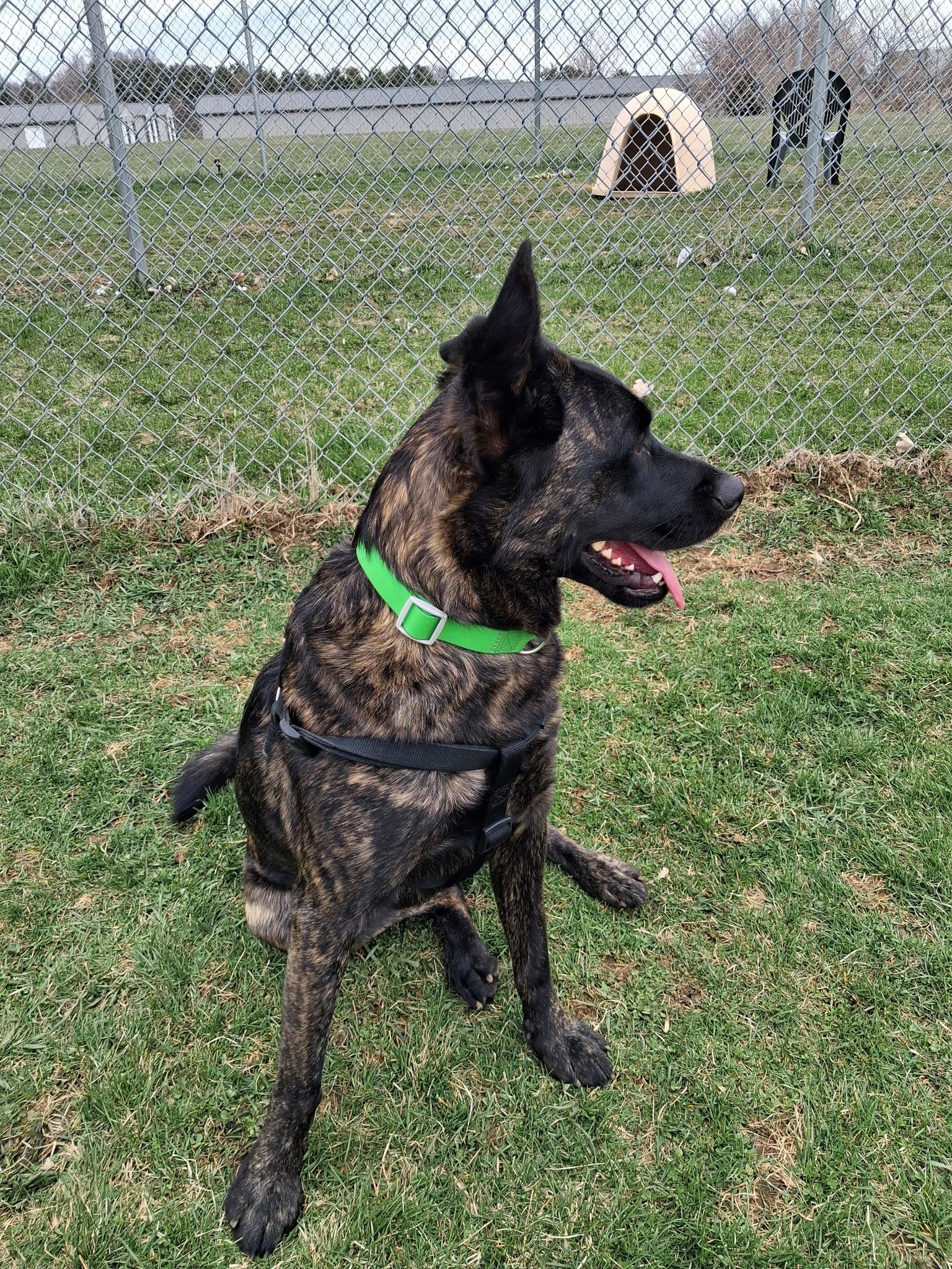 Enlarge Tigger, a ADOPTABLE Shepherd in Dodgeville, WI image 2/2