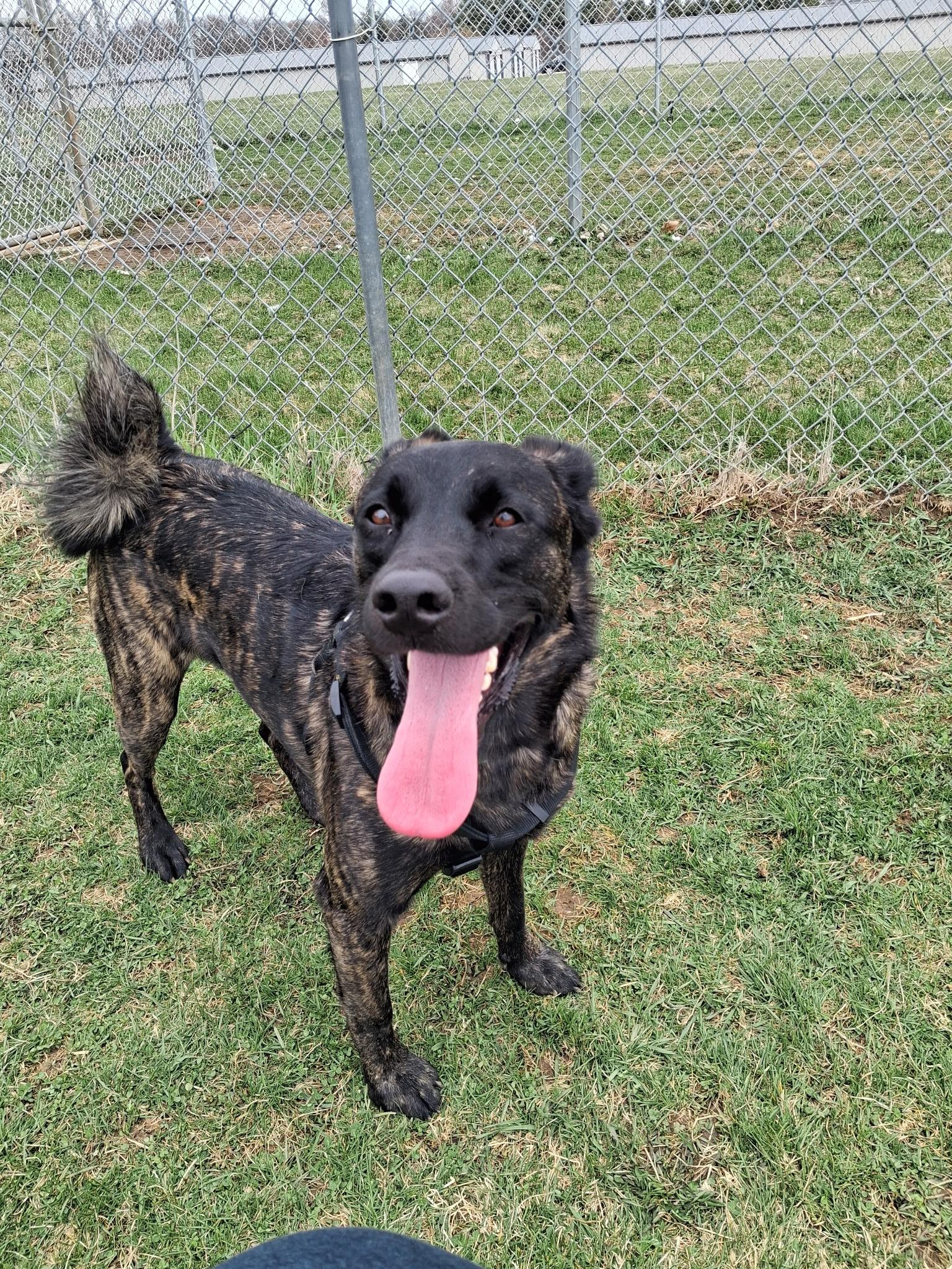 Tigger, ADOPTABLE, Adult Male Shepherd.