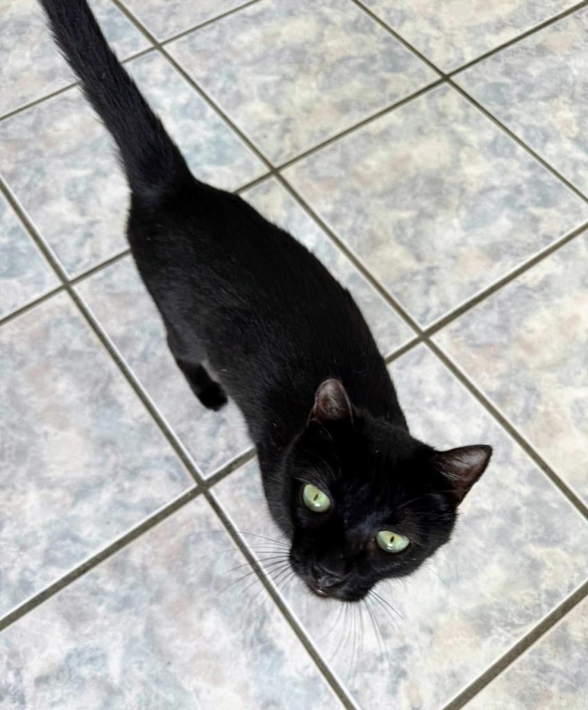 Romeo — thumbnail 4