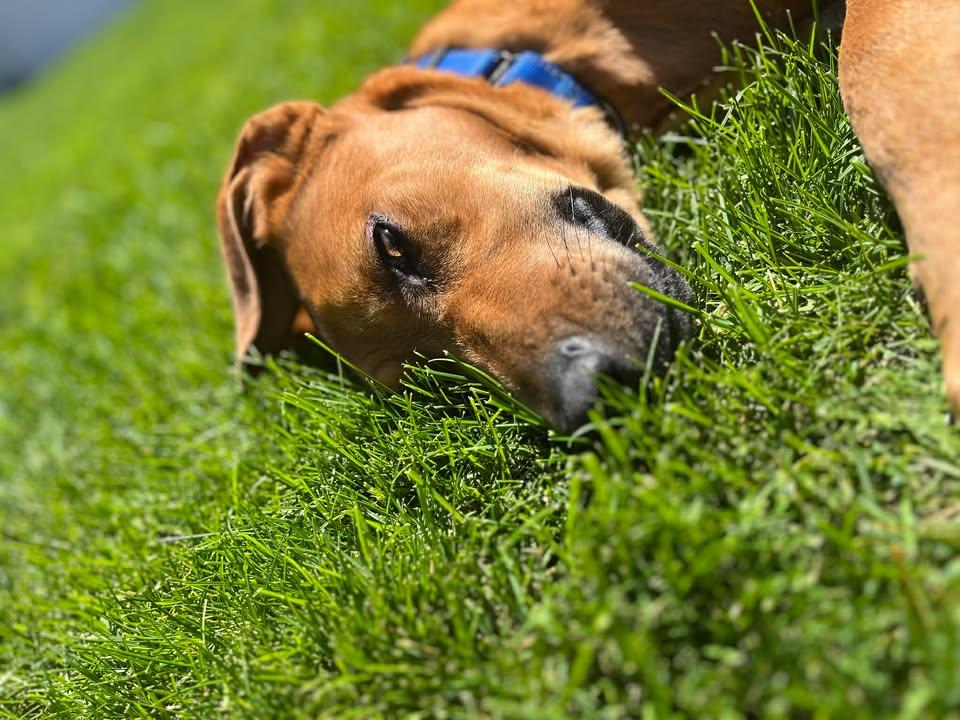 Enlarge Timber, a ADOPTABLE mixed breed in Colville , WA image 4/5