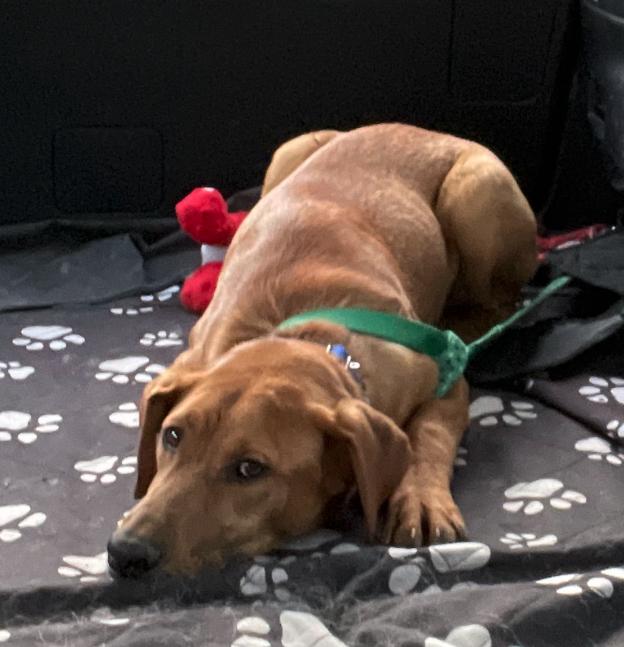 Enlarge Timber, a ADOPTABLE mixed breed in Colville , WA image 5/5