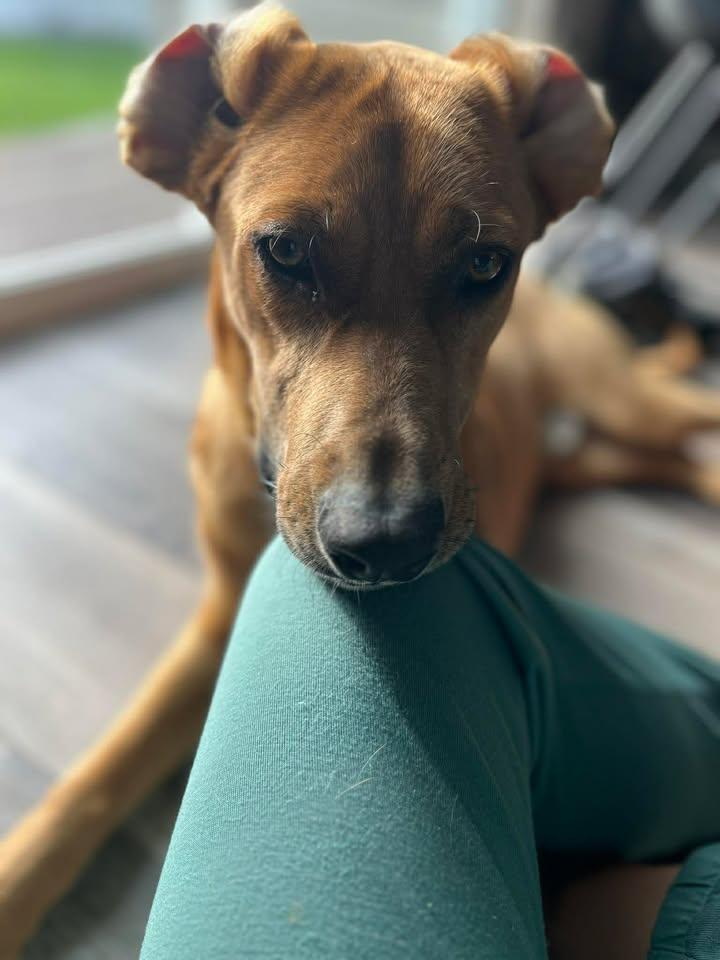 Enlarge Timber, a ADOPTABLE mixed breed in Colville , WA image 2/5