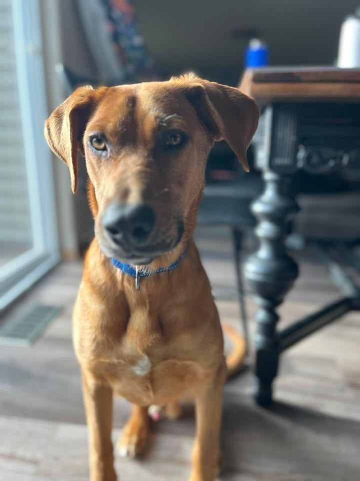 Timber, ADOPTABLE, Young Male Doberman Pinscher & Pug.