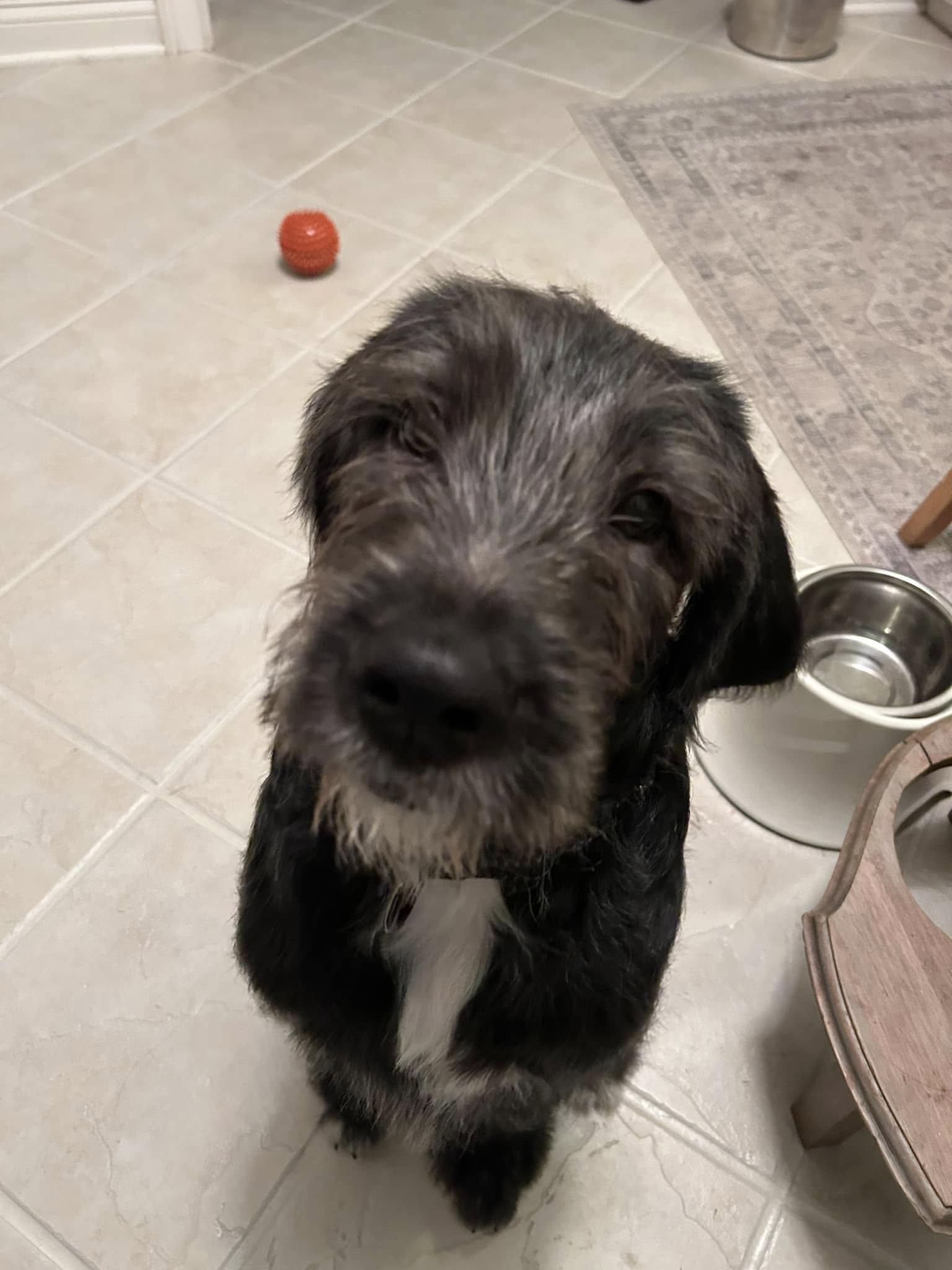 Joey, an adoptable Goldendoodle, Cane Corso in Elgin, IL, 60120 | Photo Image 4