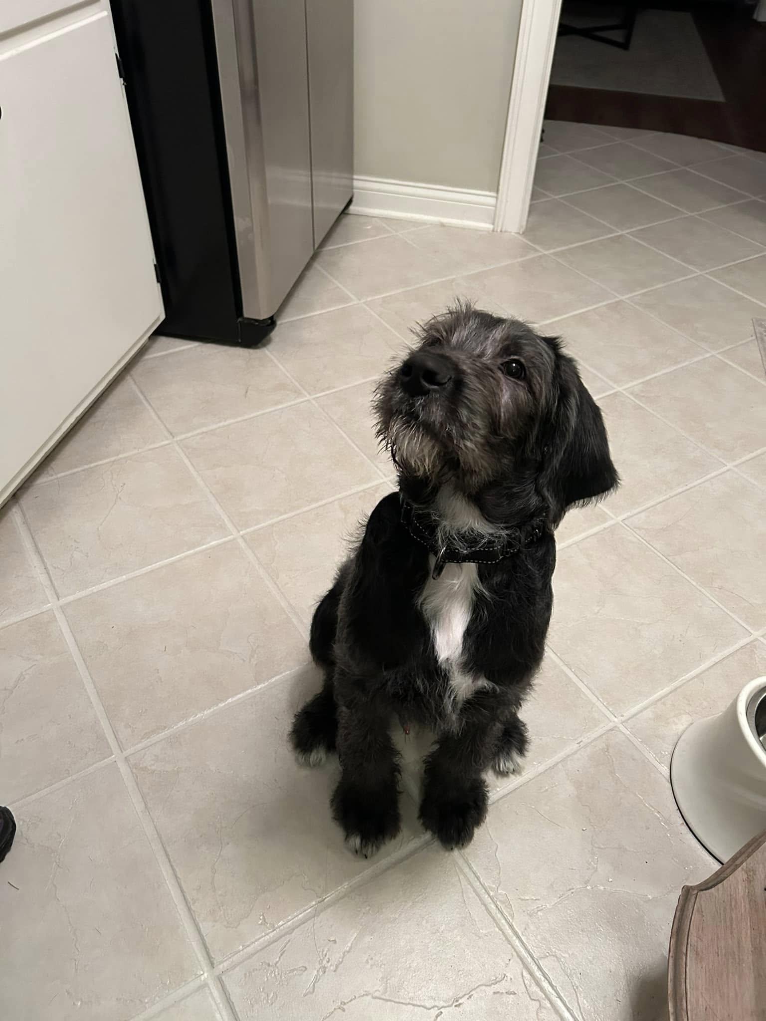 Joey, an adoptable Goldendoodle, Cane Corso in Elgin, IL, 60120 | Photo Image 6