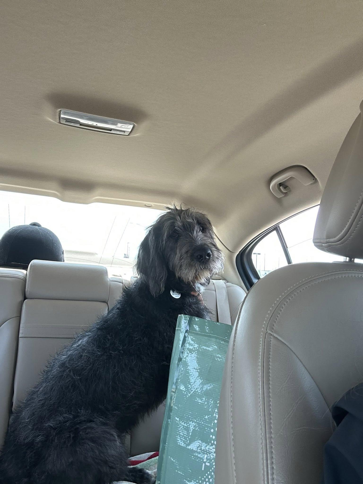 Joey, an adoptable Goldendoodle, Cane Corso in Elgin, IL, 60120 | Photo Image 3