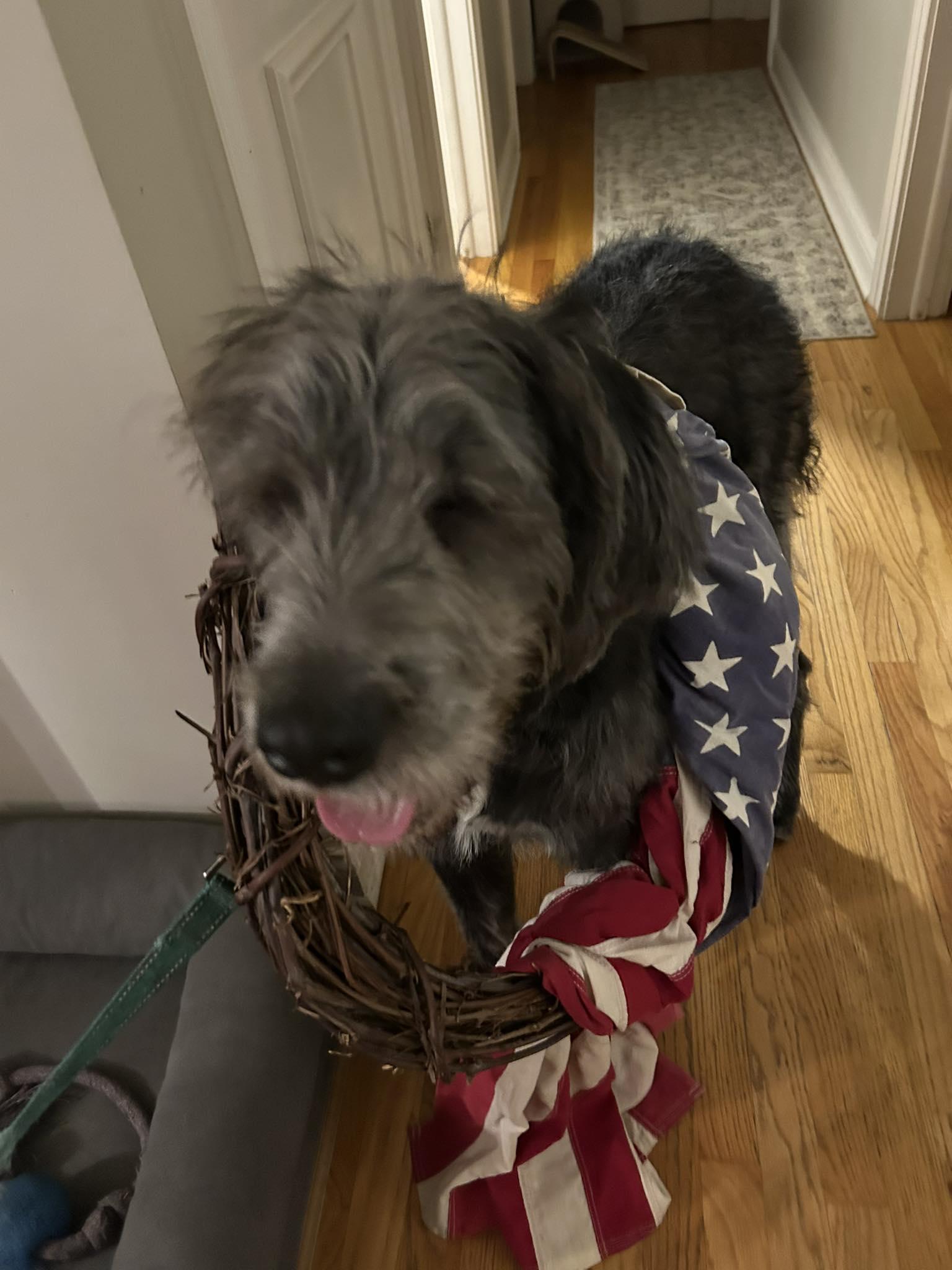 Joey, an adoptable Goldendoodle, Cane Corso in Elgin, IL, 60120 | Photo Image 2