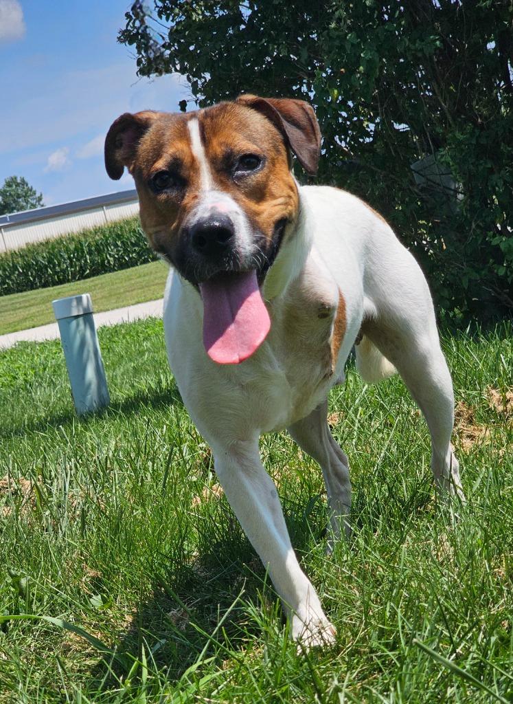 Enlarge Ralphie, a Adoptable mixed breed in Huntington, IN image 1/1