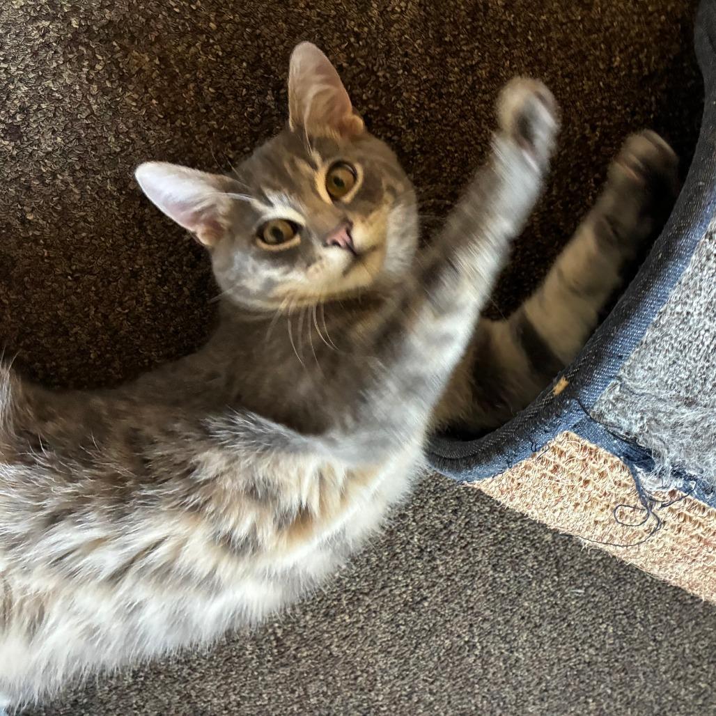 Dobby, Adoptable, Young Male Domestic Short Hair.