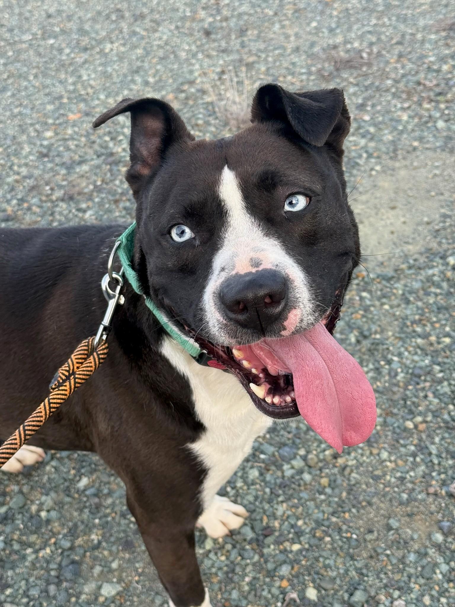 Enlarge Lilypad, a Adoptable mixed breed in Ione, CA image 3/3