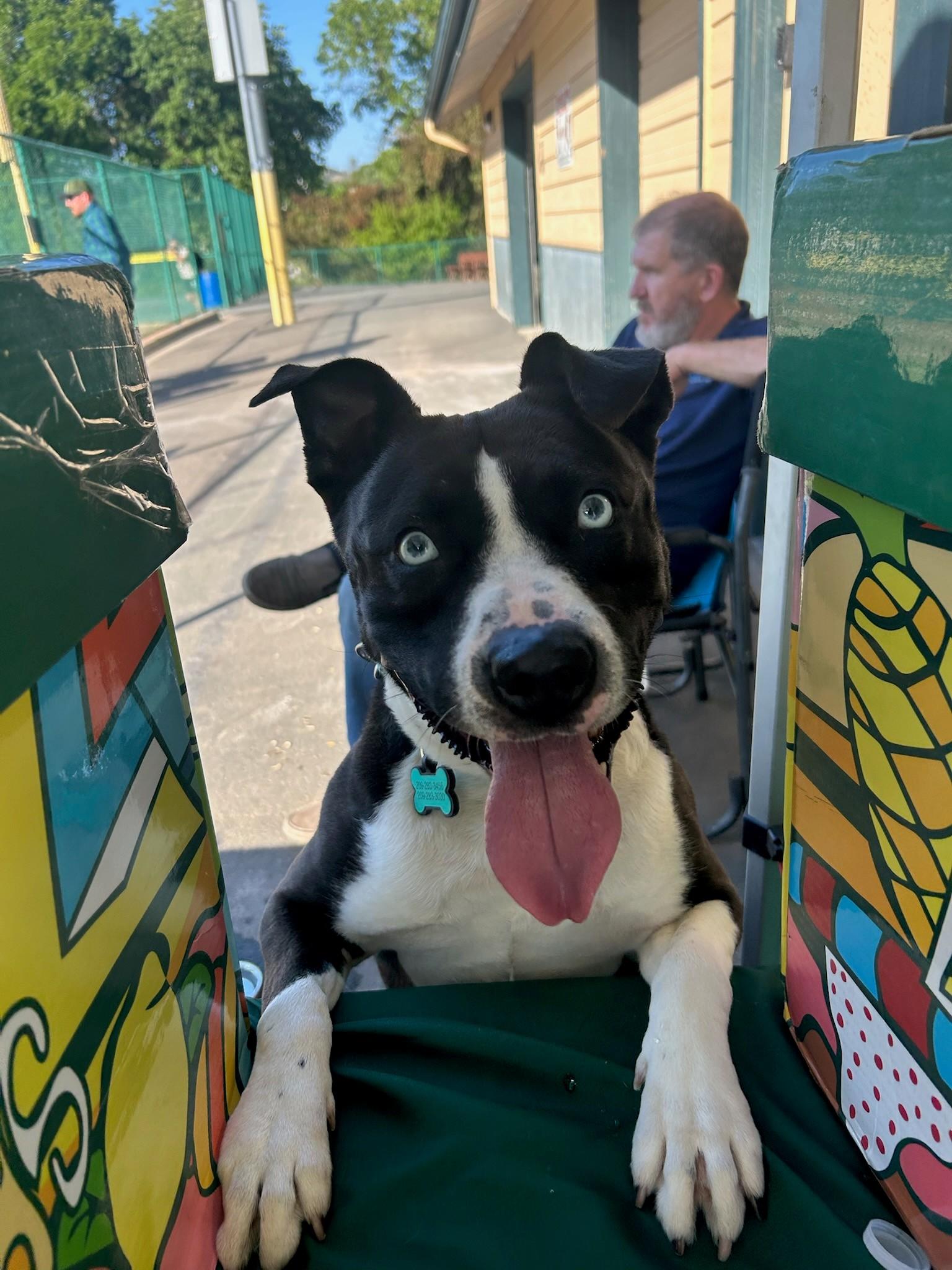 Lilypad, Adoptable, Adult Female Pit Bull Terrier.