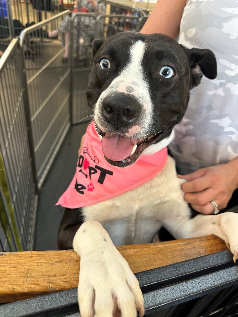 Enlarge Lilypad, a Adoptable mixed breed in Ione, CA image 2/3
